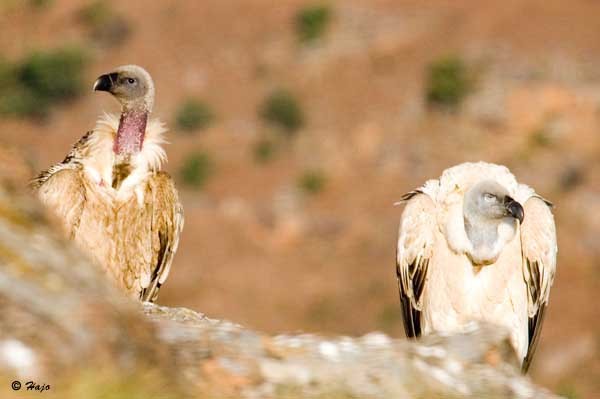 Immature and adult
