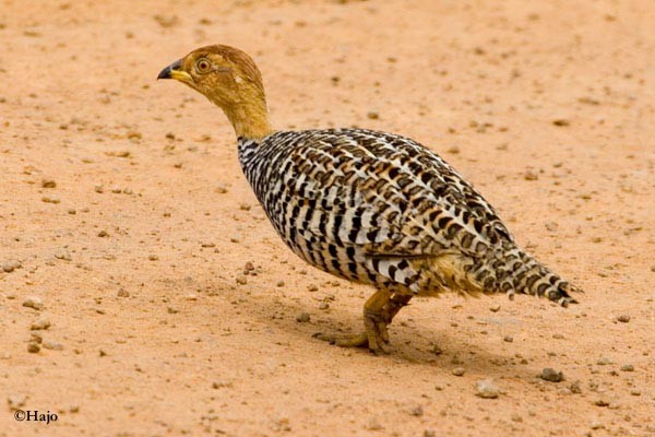 Coqui Francolin