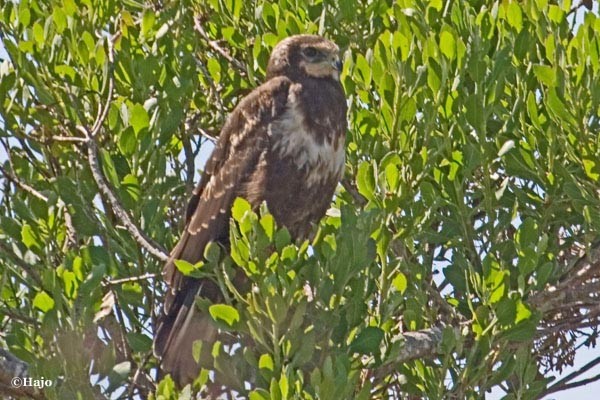 Immature African Marsh Harrier