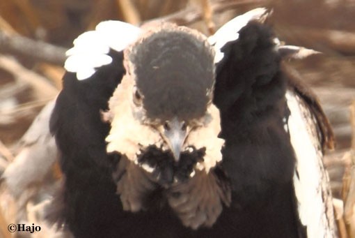 Courtship Dance of a Red-Crested Bustard C