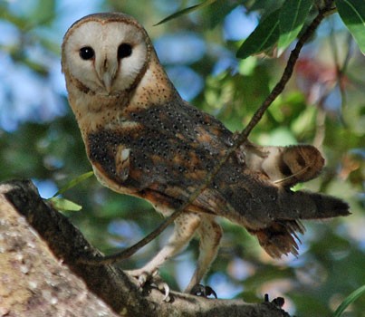 Barn Owl