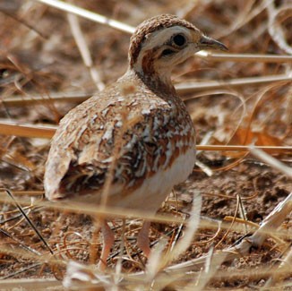 Quail-plover