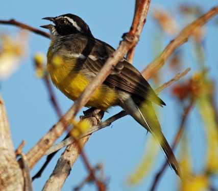 Cabanis's Bunting