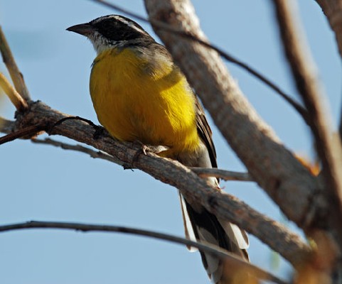 Cabanis's Bunting