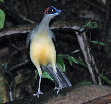 Grey-necked Picathartes