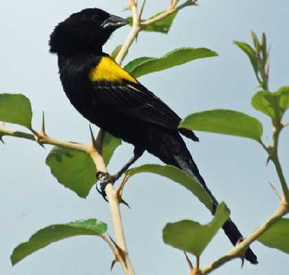 Yellow-mantled Widowbird