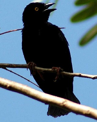 Vieillot's Black Weaver