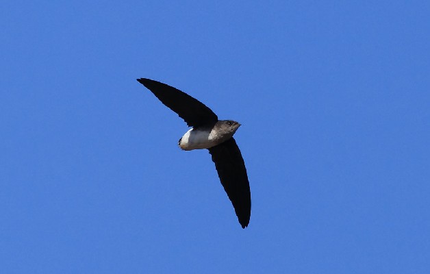 Bat-like Spinetail
