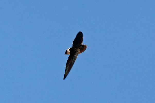 Bat-like Spinetail
