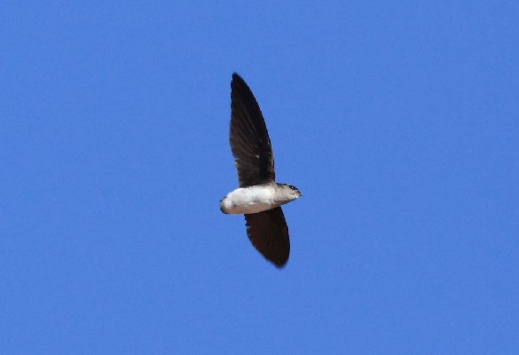 Bat-like Spinetail