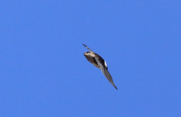 Bat-like Spinetail