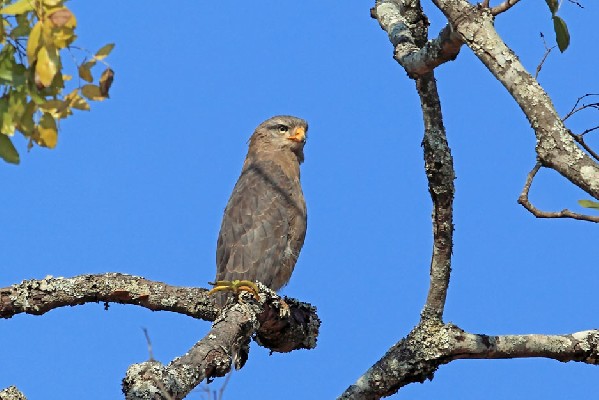 Western Banded Snake-Eagle