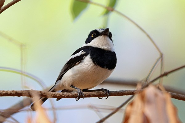 Chinspot Batis