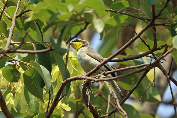 Black-necked Eremomela