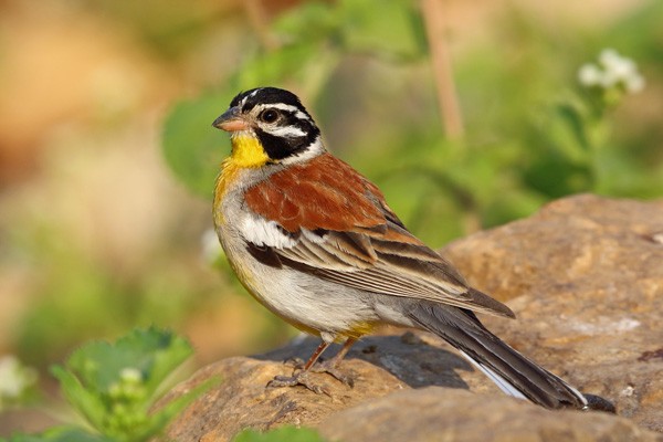 Golden-breasted Bunting