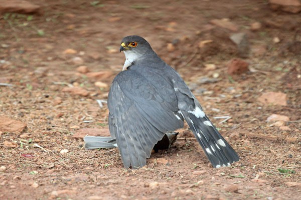 Little Sparrowhawk