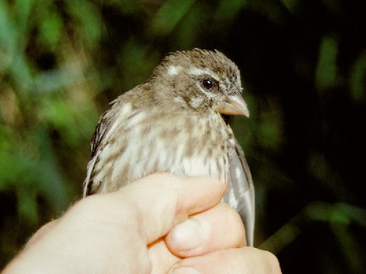 Tanzania Seedeater