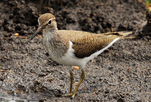Common Sandpiper, breeding plumage