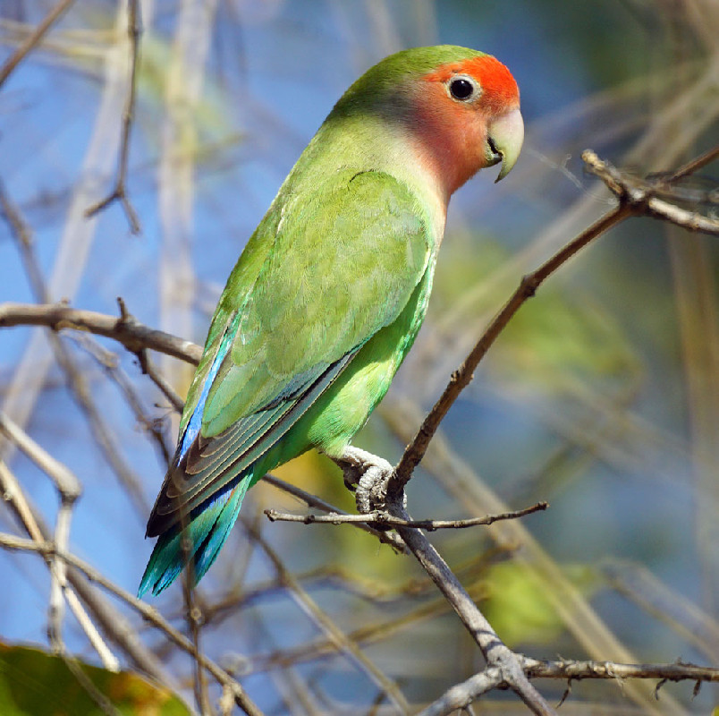 Rosy-faced Lovebird