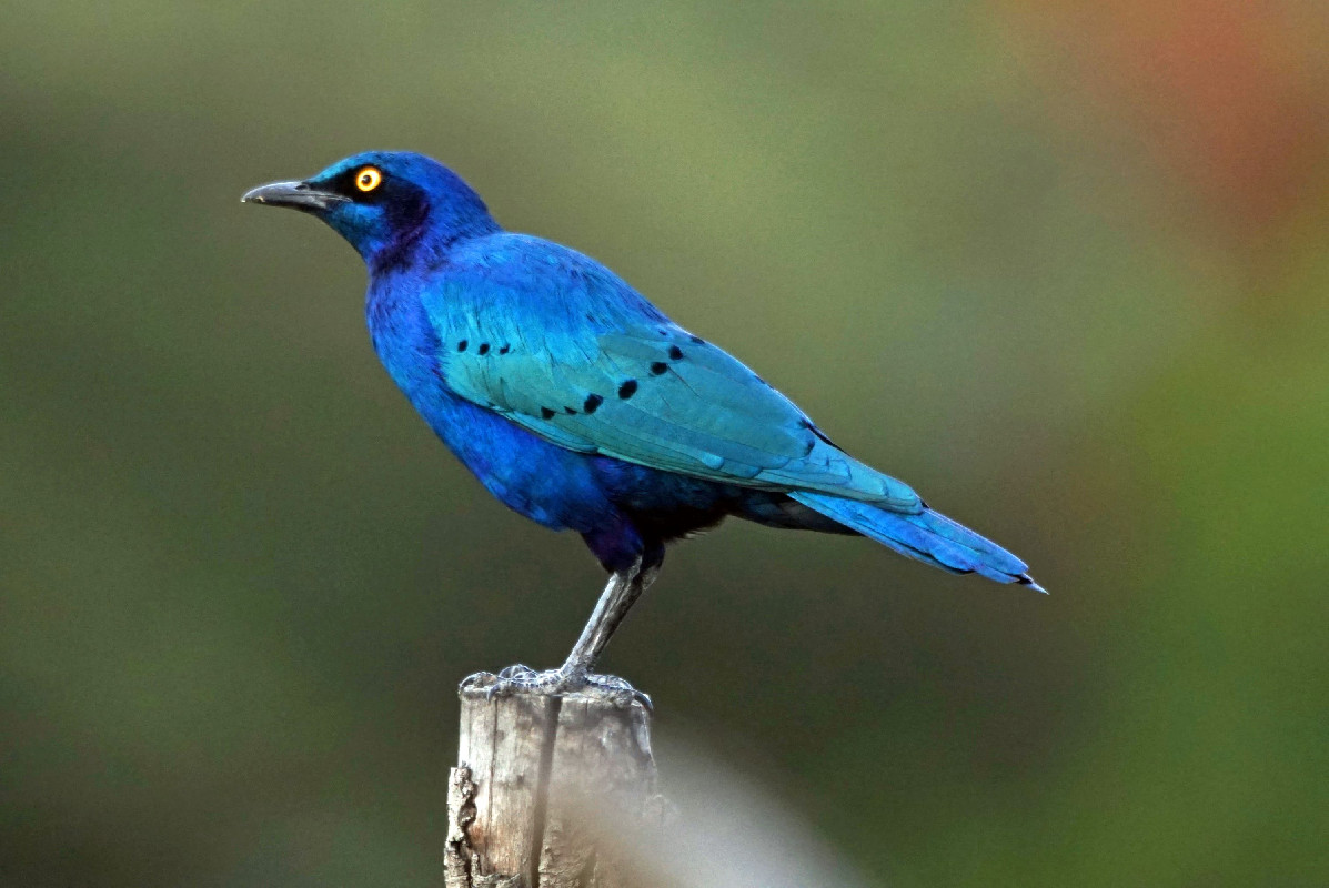 Greater Blue-eared