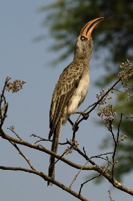 Bradfield's Hornbill