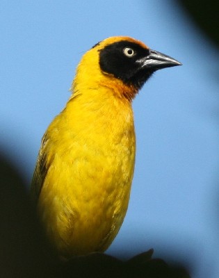 Bertram's Weaver - Male