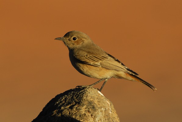 Cercomela familiaris at dusk