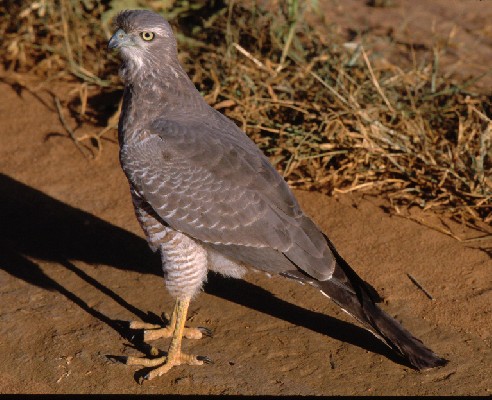 Eastern Chanting Goshawk