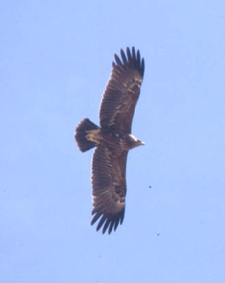 Lesser Spotted Eagle