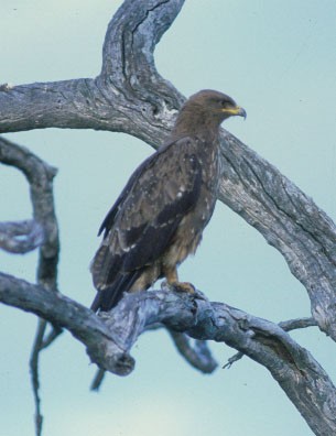 Lesser Spotted Eagle