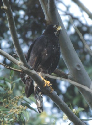Dark Black Sparrowhawk