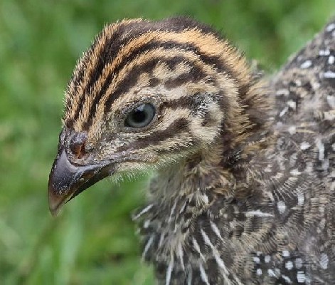 Helmeted Guineafowl