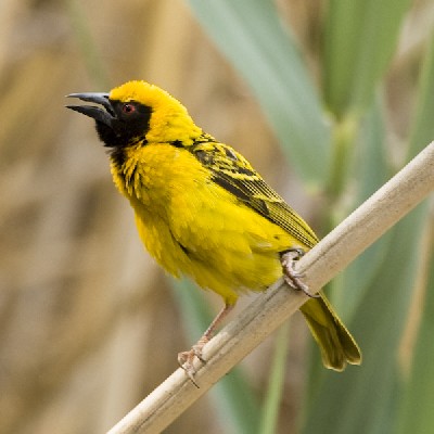 Village Weaver