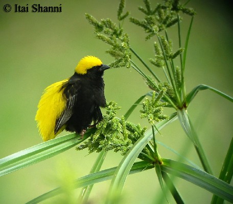 Yellow-crowned Bishop display