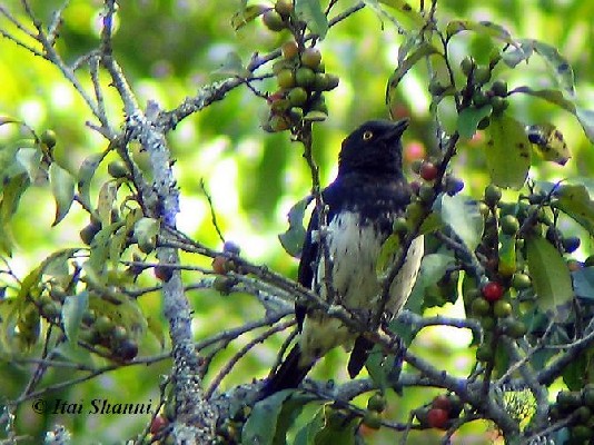 Abbott's Starling