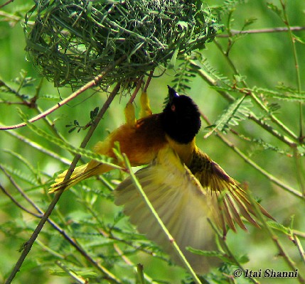 Golden-backed Weaver showing off