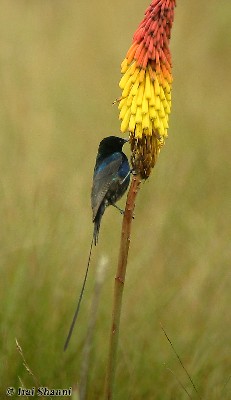 Scarlet-tufted Malachite Sunbird_side