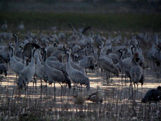 Common Cranes Roost