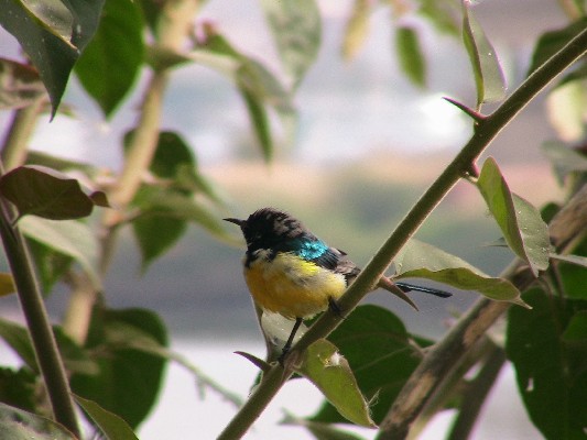 Nile Valley Sunbird