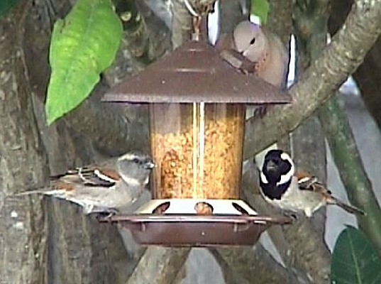 Cape Sparrows - Male & Female