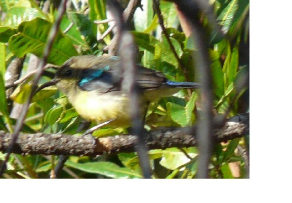 Variable Sunbird