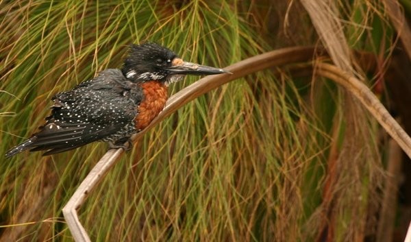 Giant Kingfisher