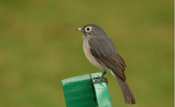 White-eyed Slaty-Flycatcher 