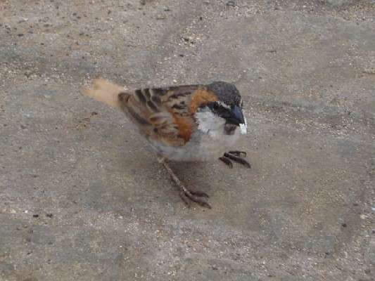 Iago Sparrow
