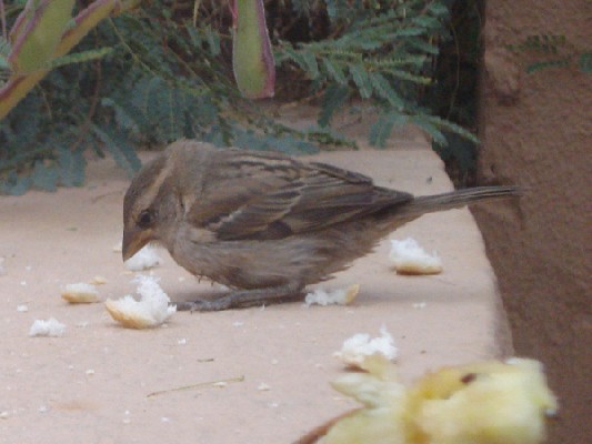 Iago Sparrow