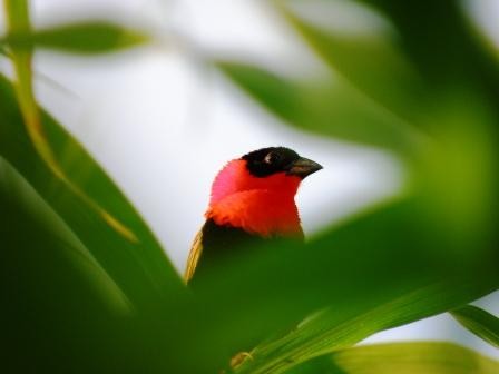 Northern Red Bishop 