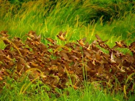 Red Billed quelea