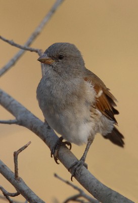 Southern Grey-headed Sparrow