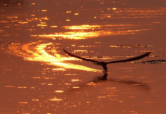 African Skimmer skimming at Sunset