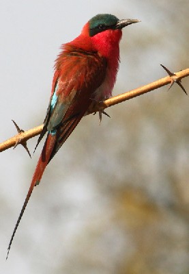 Southern Carmine Bee-eater